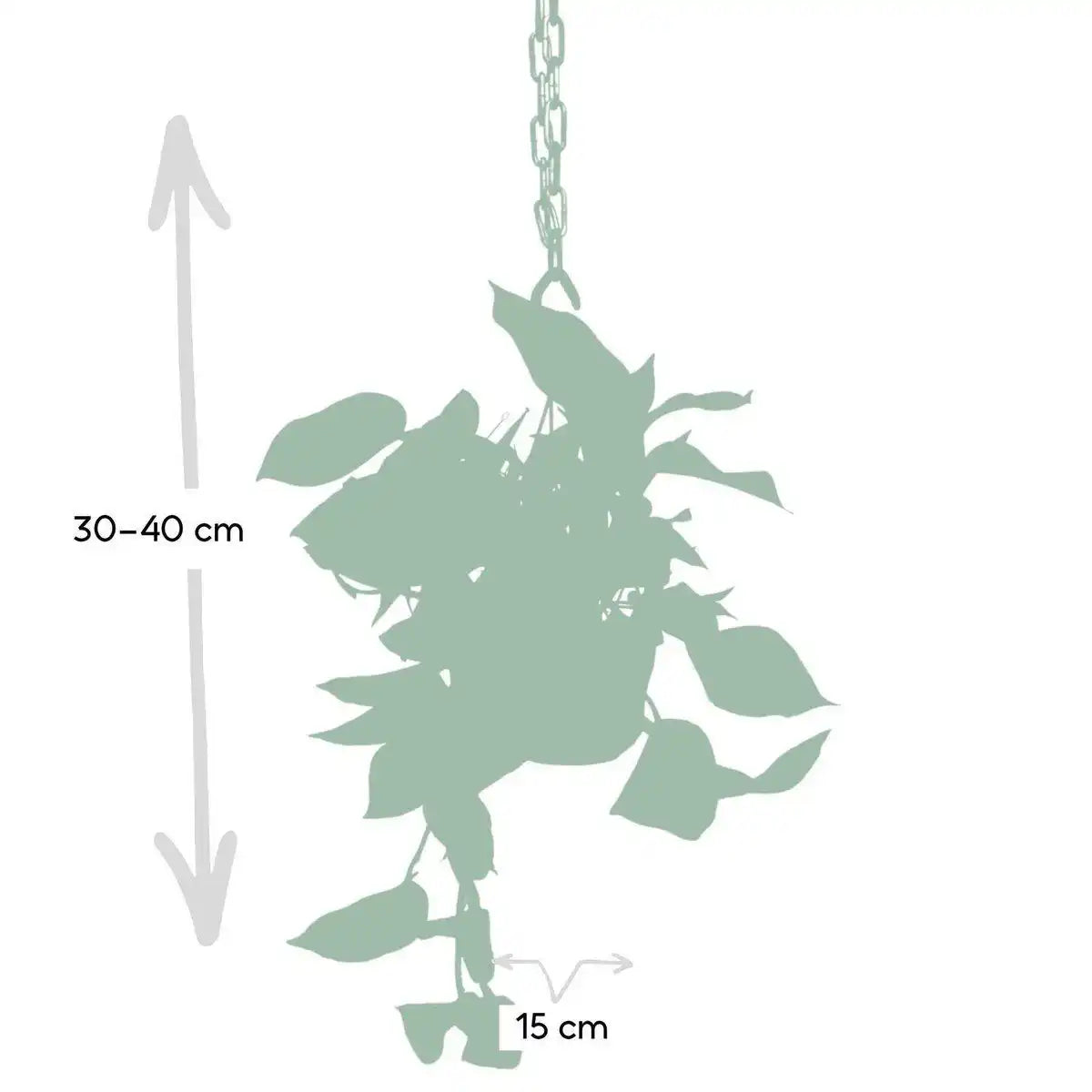 Epipremnum Marmorkönigin - Scindapsus - Ø15cm - ↕25cm - HomeDesign Knaus