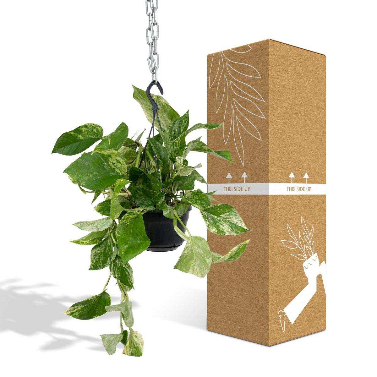 Epipremnum Marmorkönigin - Scindapsus - Ø15cm - ↕25cm - HomeDesign Knaus