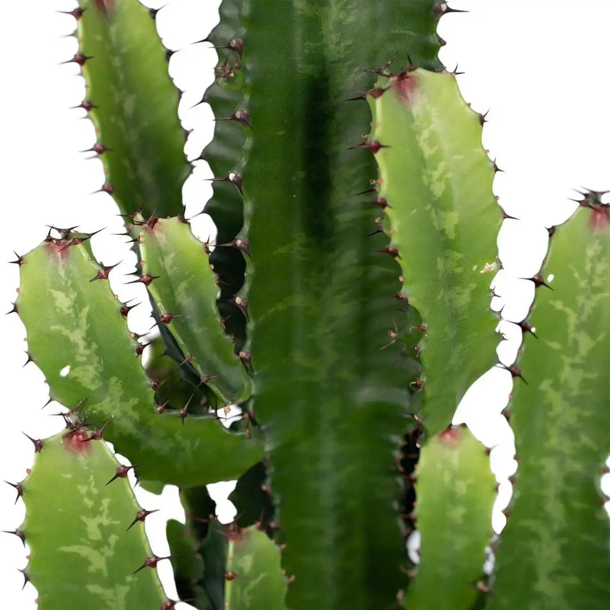 Euphorbia Acruensis - Kaktus - Ø24cm - ↕60cm - HomeDesign Knaus