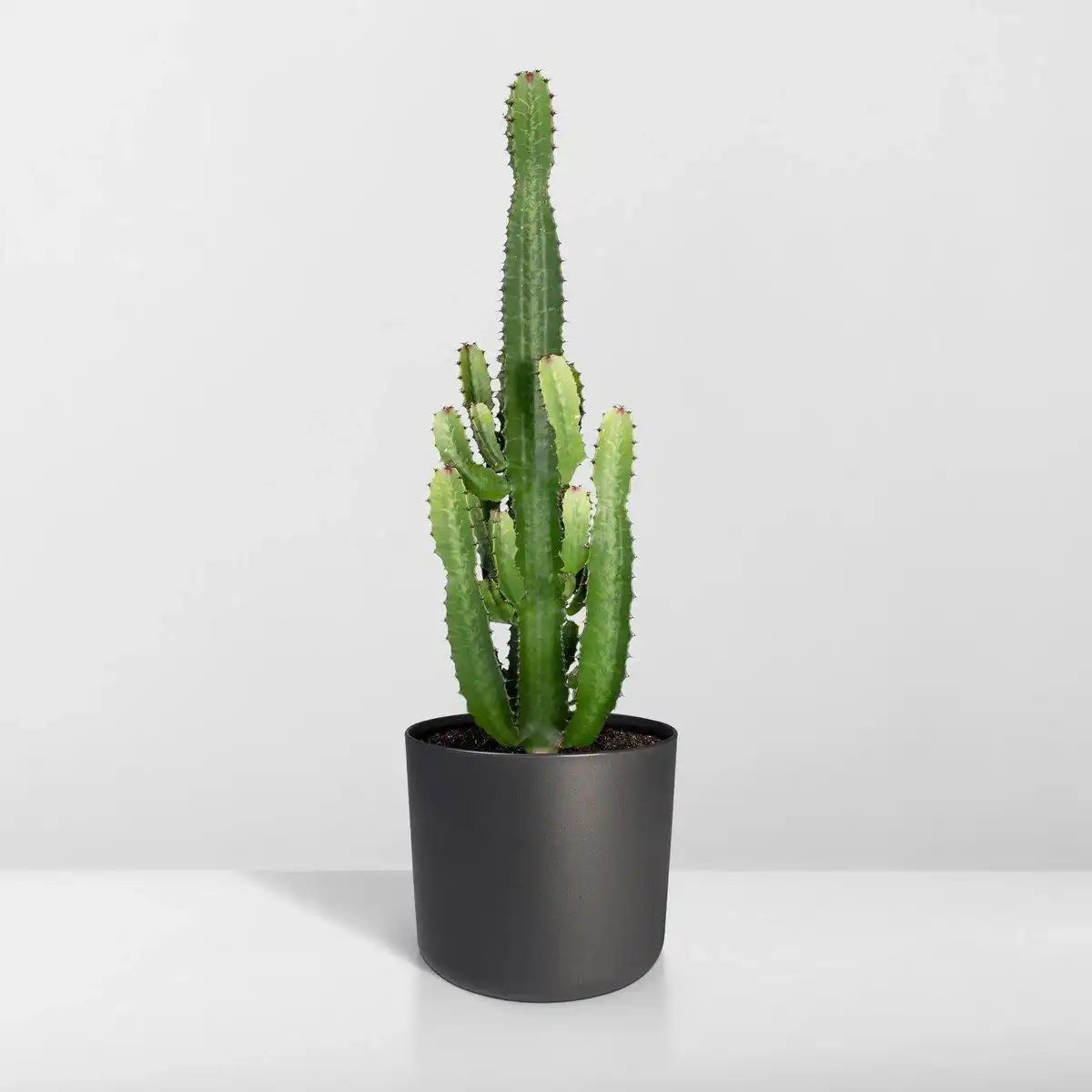 Euphorbia Acruensis - Kaktus - Ø24cm - ↕60cm - HomeDesign Knaus