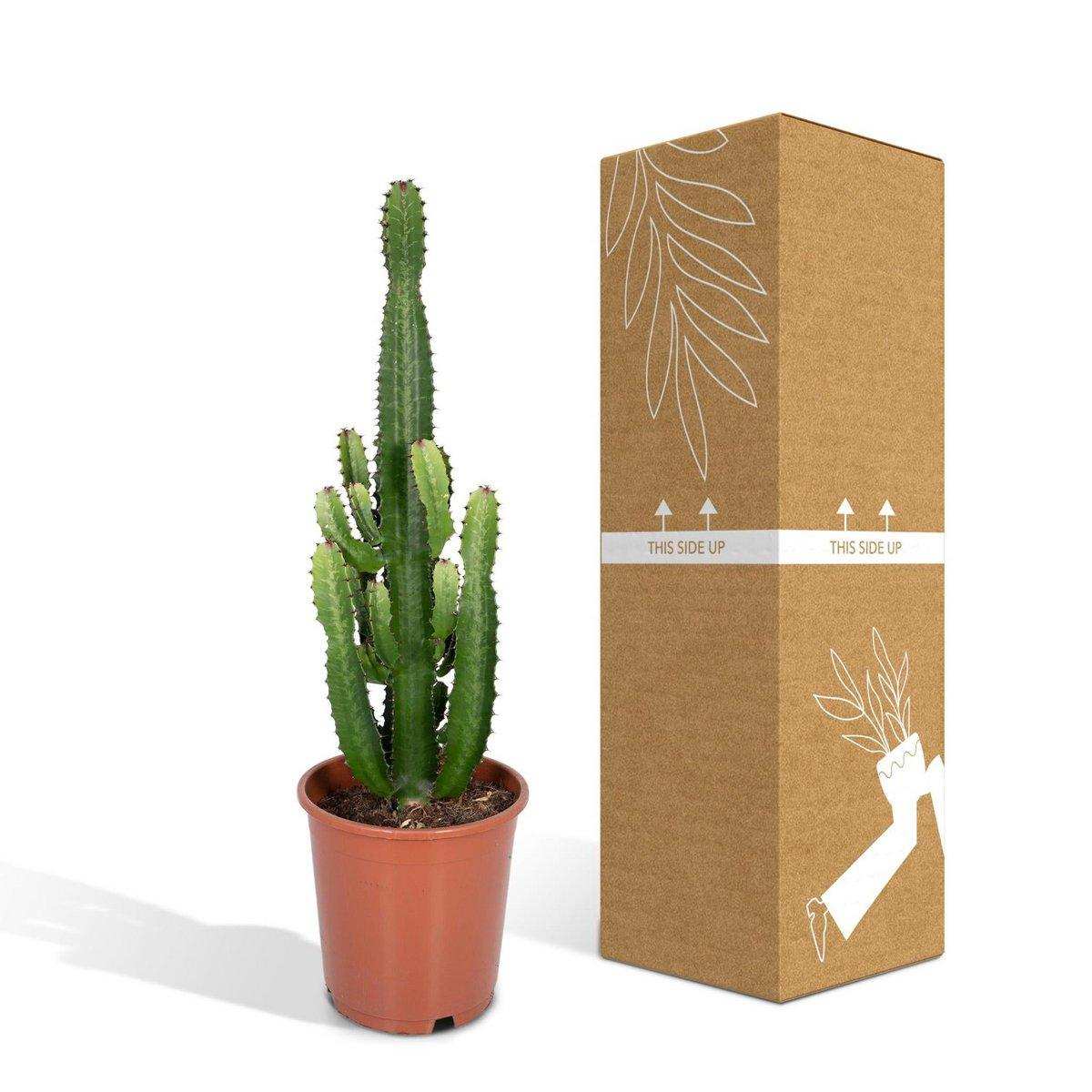 Euphorbia Acruensis - Kaktus - Ø24cm - ↕60cm - HomeDesign Knaus