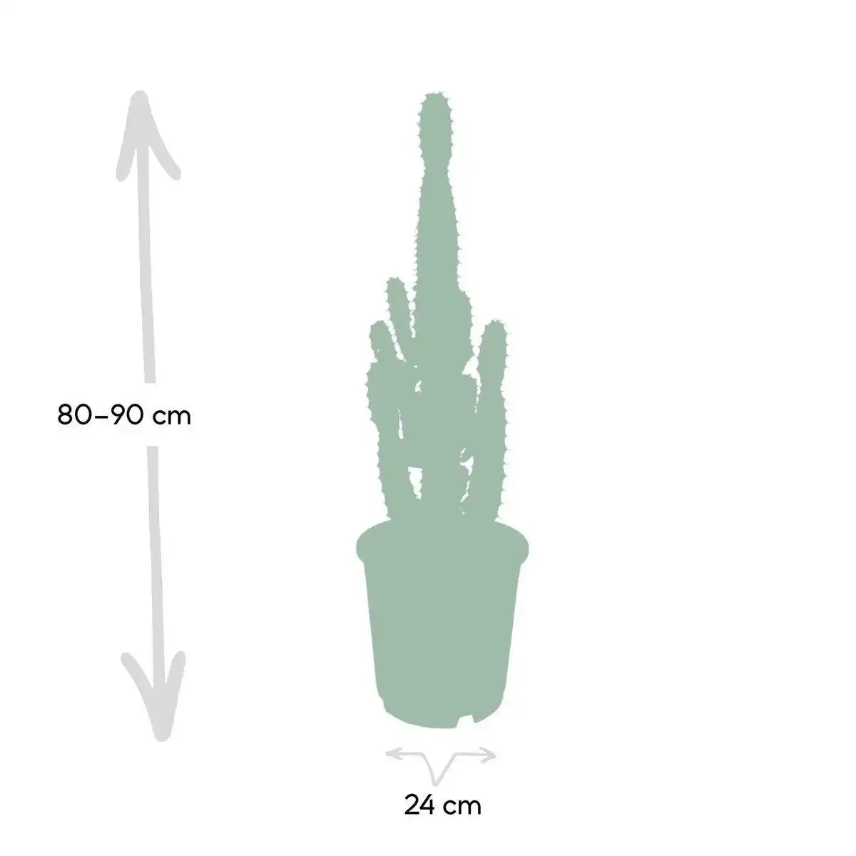 Euphorbia Acruensis - Kaktus - Ø24cm - ↕60cm - HomeDesign Knaus