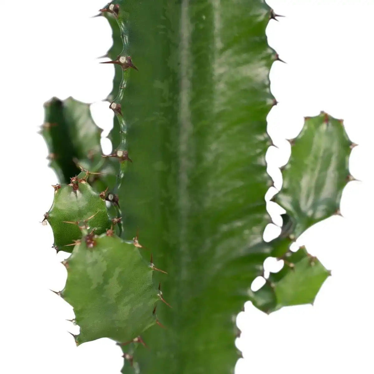Euphorbia Acrurensis - Kaktus - Ø17cm - ↕50cm - HomeDesign Knaus
