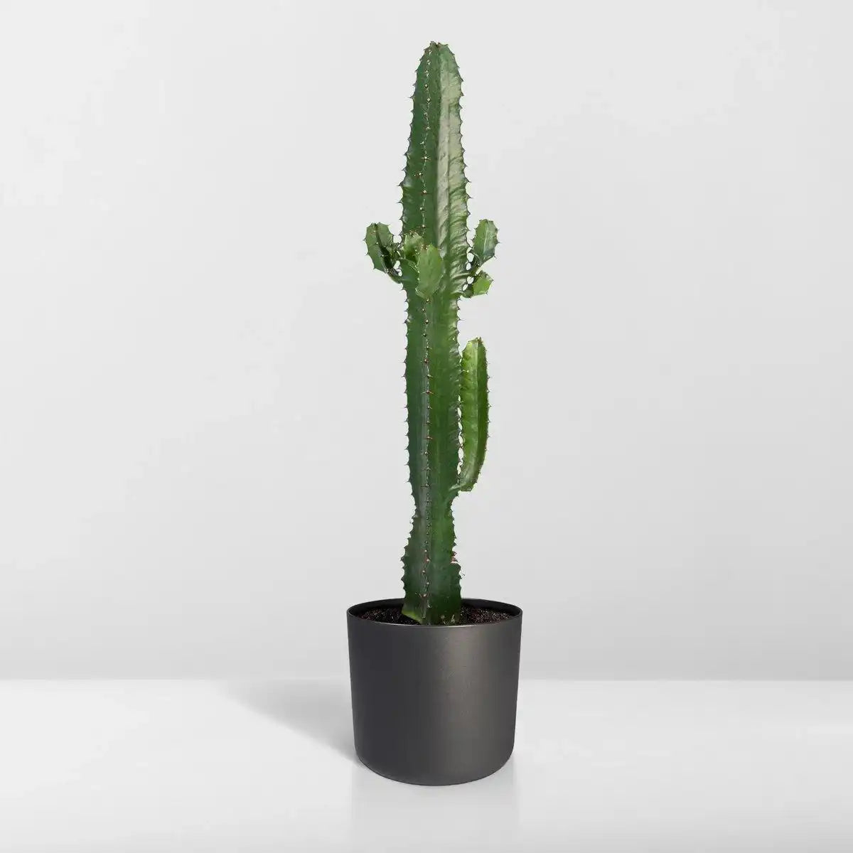 Euphorbia Acrurensis - Kaktus - Ø17cm - ↕50cm - HomeDesign Knaus