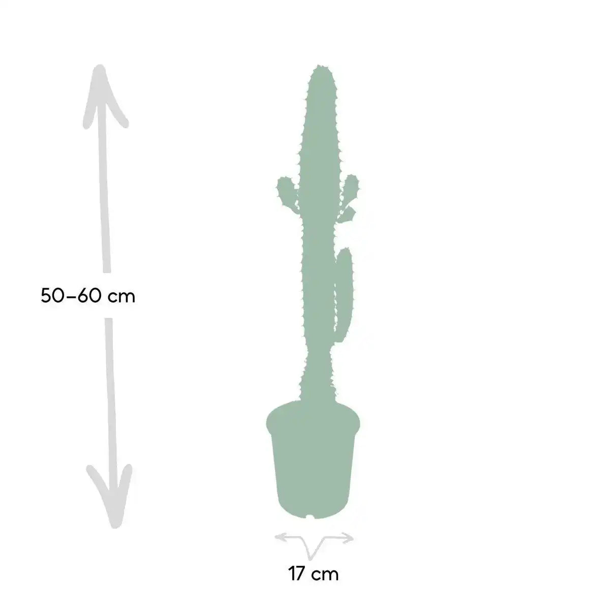 Euphorbia Acrurensis - Kaktus - Ø17cm - ↕50cm - HomeDesign Knaus