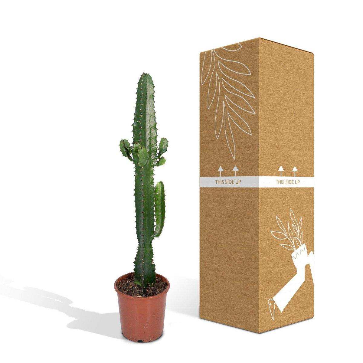 Euphorbia Acrurensis - Kaktus - Ø17cm - ↕50cm - HomeDesign Knaus