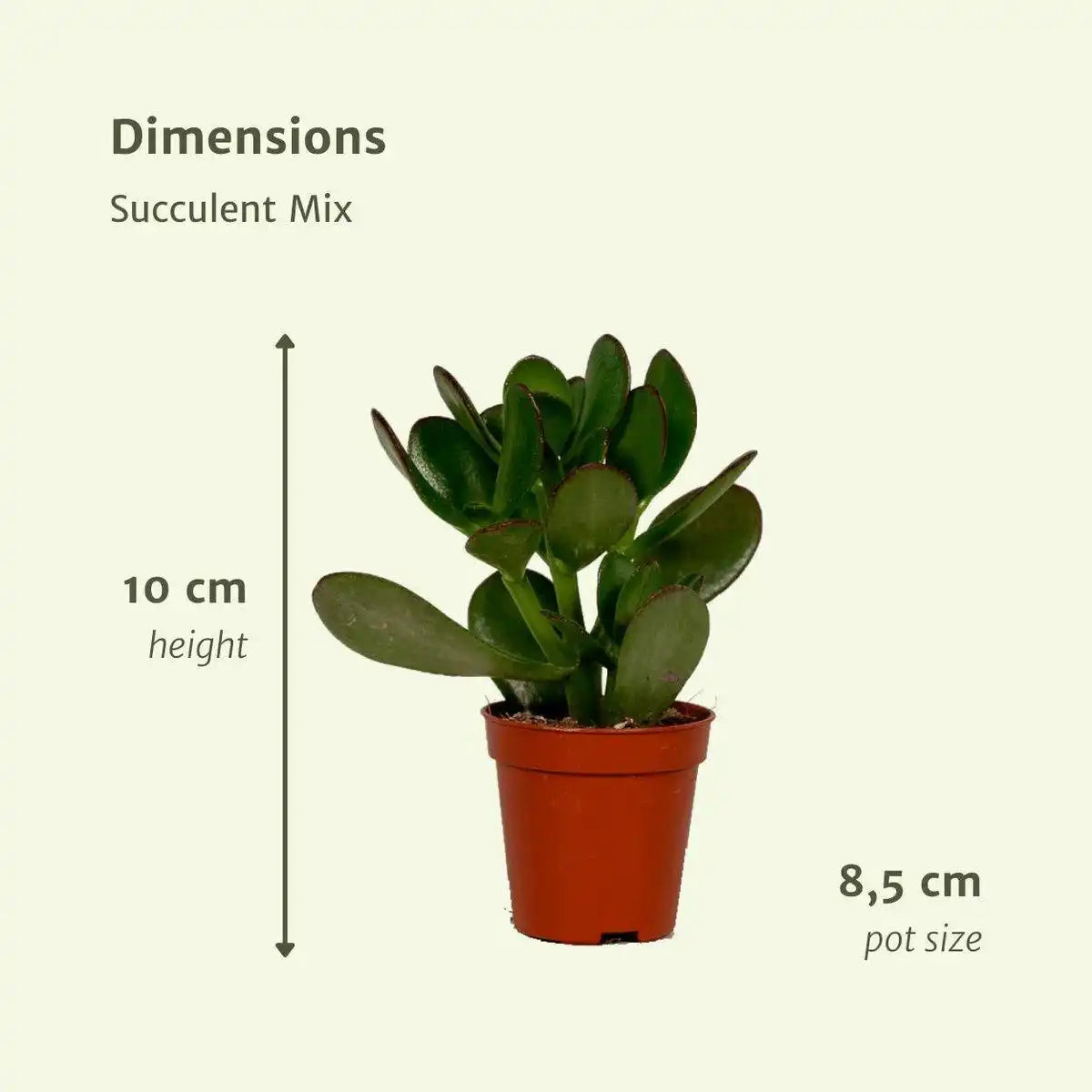 Everspring – Sukkulentenmischung – 18 Stück – ø8,5 cm – ↕10 cm - HomeDesign Knaus