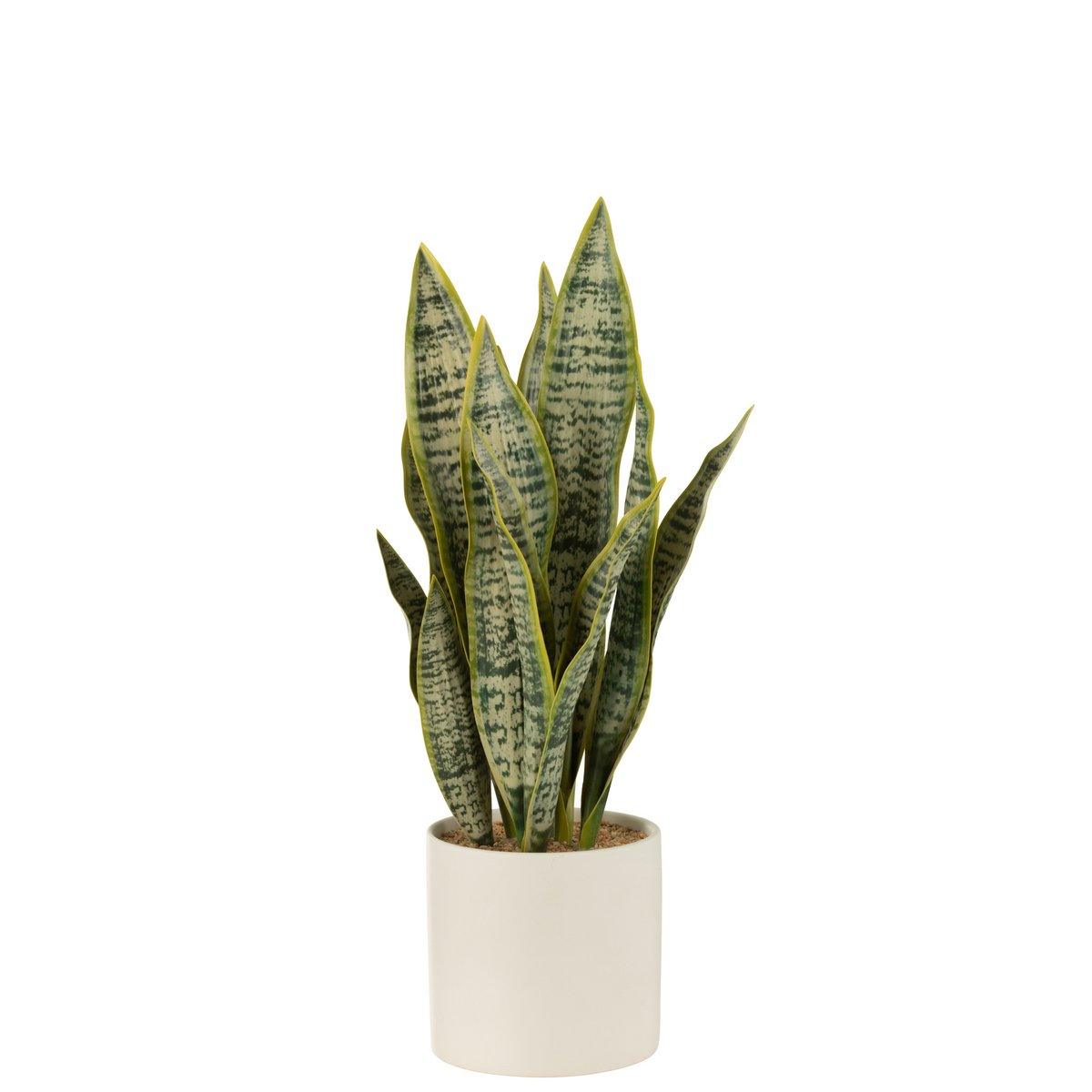 J-Line Pflanze Sansevieria im Topf PVC Grün Groß
