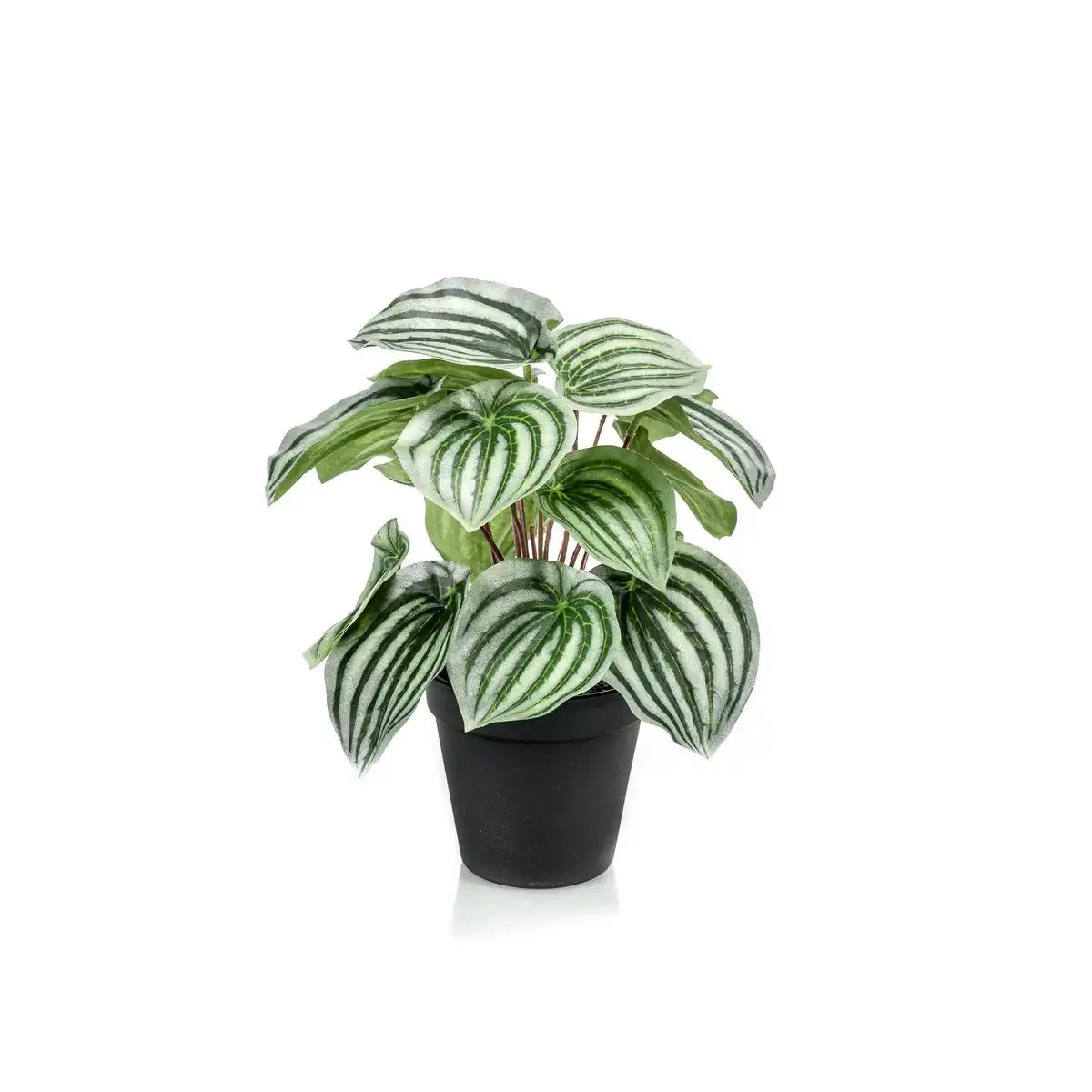 Künstliche Pflanze - Peperomia Argyreia - Wassermelone -25 cm