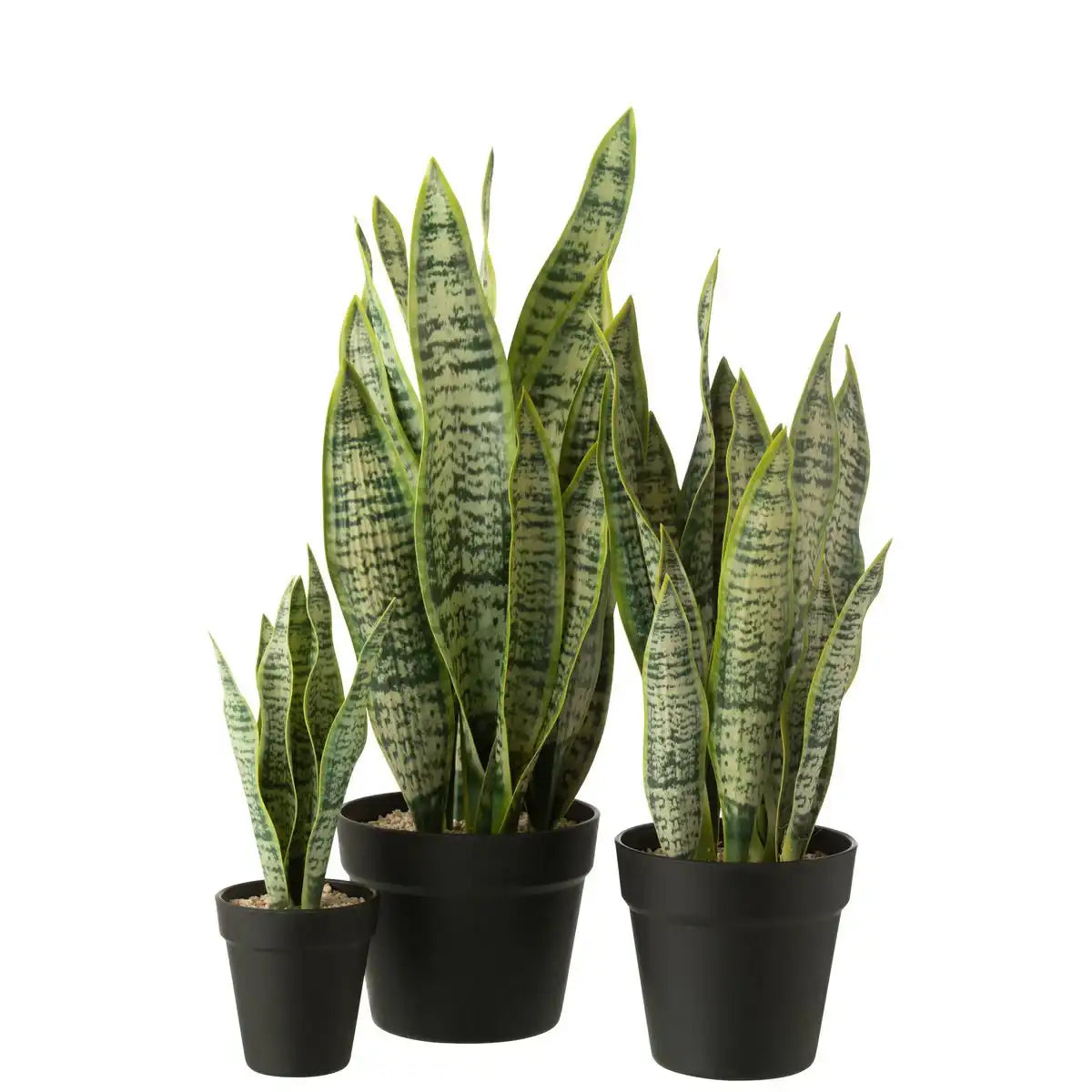 J-Line Dracaena trifasciata im Topf, künstlich, grün, groß