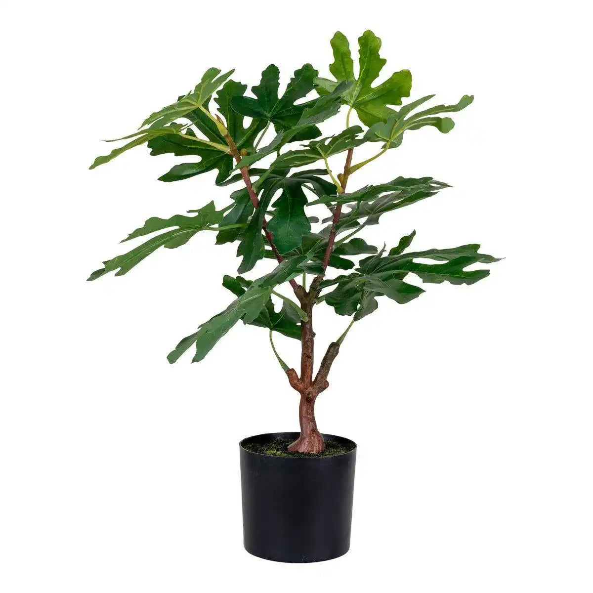 Feigenbaum - Grün - HomeDesign Knaus