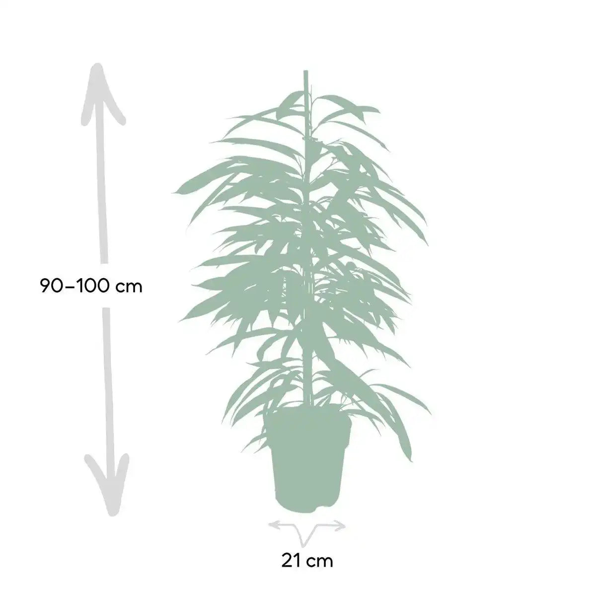 Ficus Amstel King – Trauerfeige – ø21cm – ↕100cm - HomeDesign Knaus