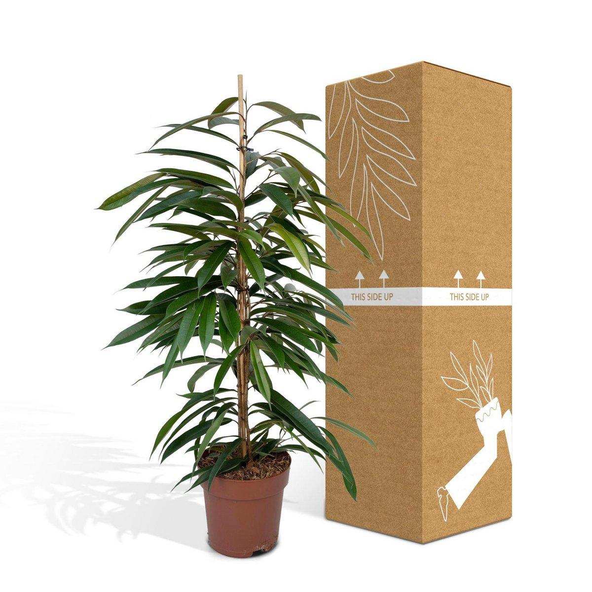 Ficus Amstel King – Trauerfeige – ø21cm – ↕100cm - HomeDesign Knaus