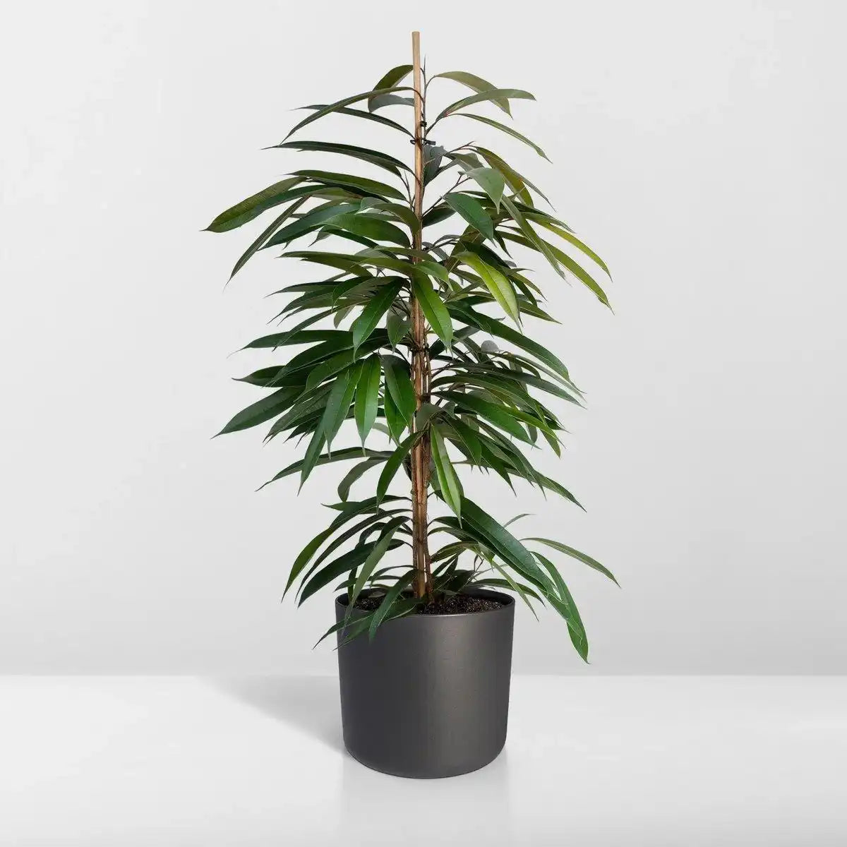 Ficus Amstel King – Trauerfeige – ø21cm – ↕100cm - HomeDesign Knaus