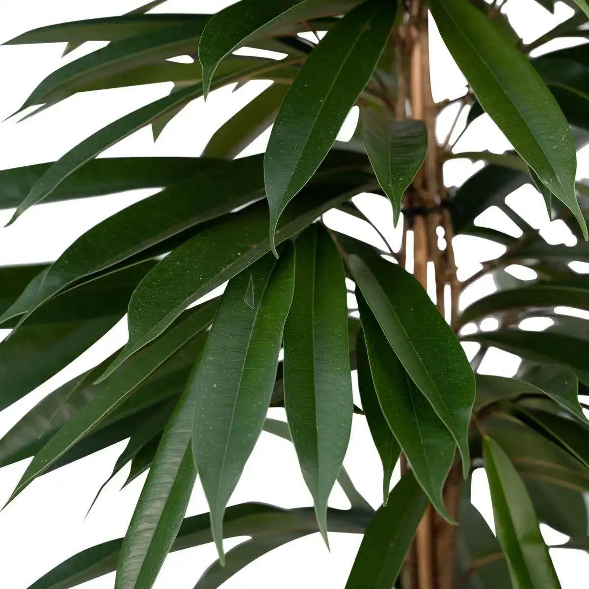 Ficus Amstel King – Trauerfeige – ø21cm – ↕100cm - HomeDesign Knaus