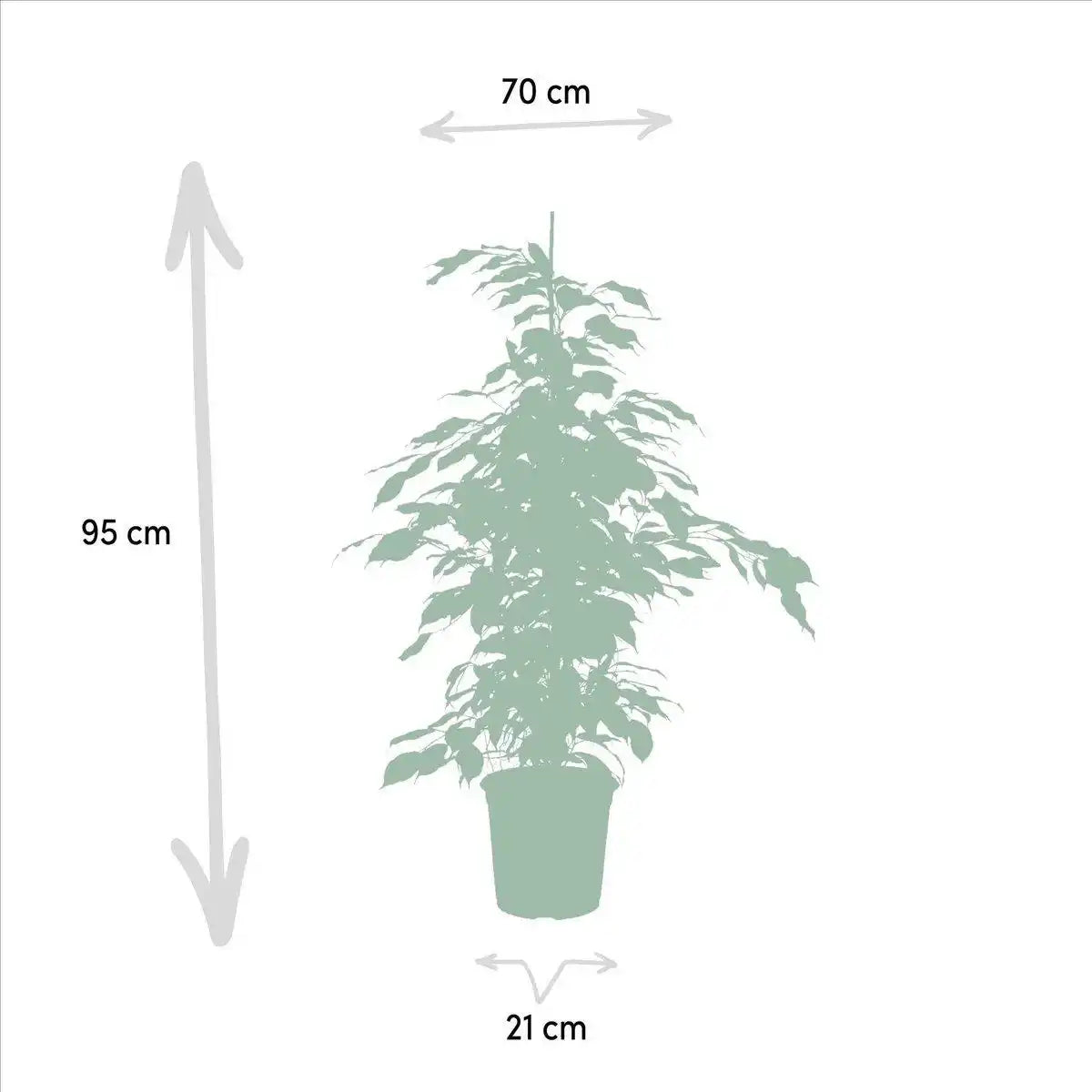 Ficus benjamina Danielle - Ø21cm - ↕95cm - HomeDesign Knaus