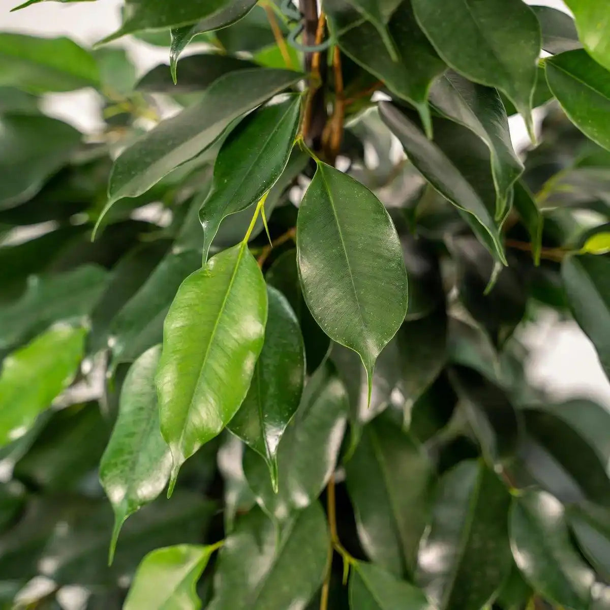 Ficus benjamina Danielle - Ø21cm - ↕95cm - HomeDesign Knaus