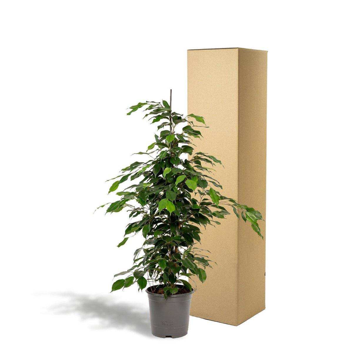 Ficus benjamina Danielle - Ø21cm - ↕95cm - HomeDesign Knaus