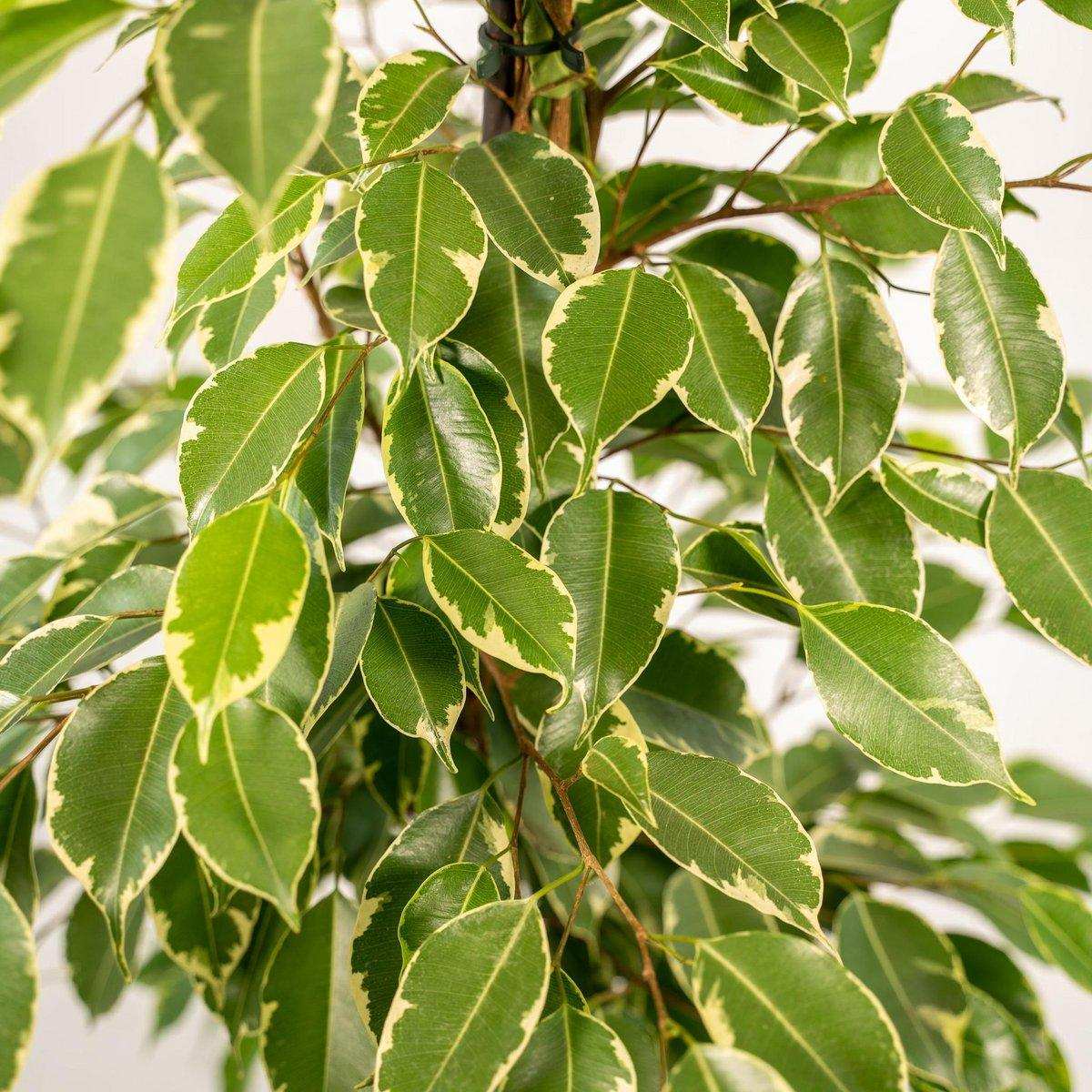 Ficus benjamina Goldenking - Ø21cm - ↕95cm - HomeDesign Knaus
