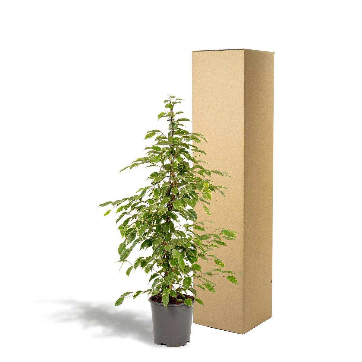 Ficus benjamina Goldenking - Ø21cm - ↕95cm - HomeDesign Knaus