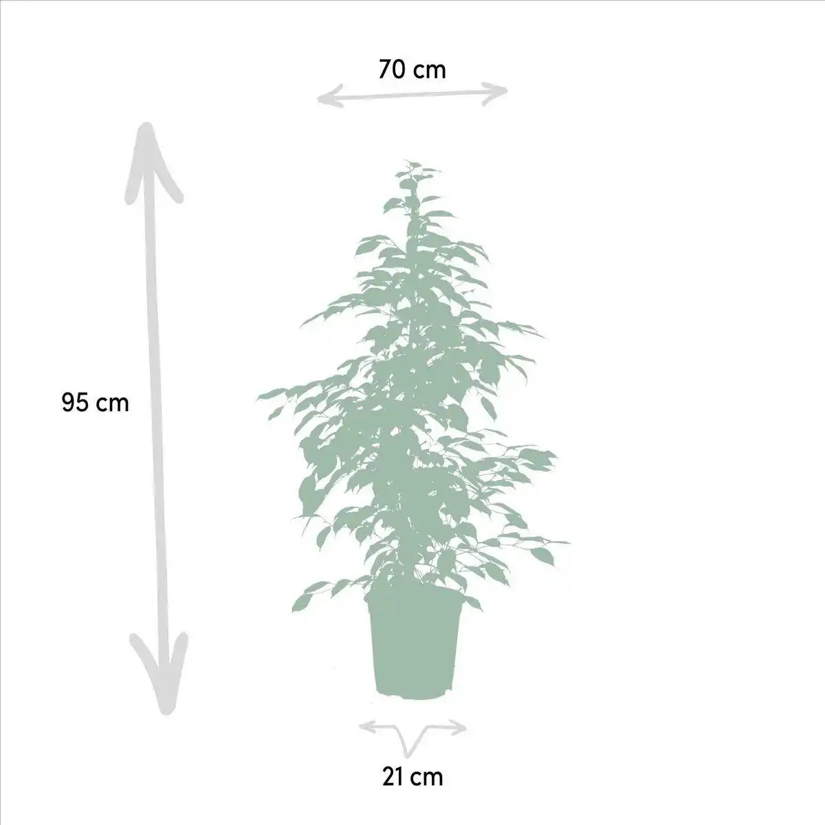 Ficus benjamina Goldenking - Ø21cm - ↕95cm - HomeDesign Knaus