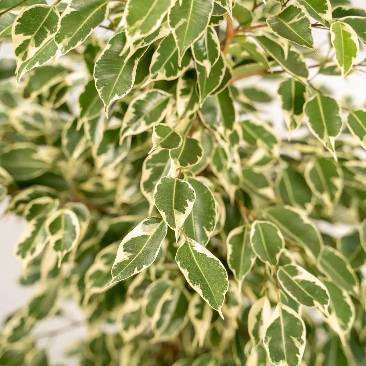 Ficus benjamina Twilight - Ø21cm - ↕95cm - HomeDesign Knaus