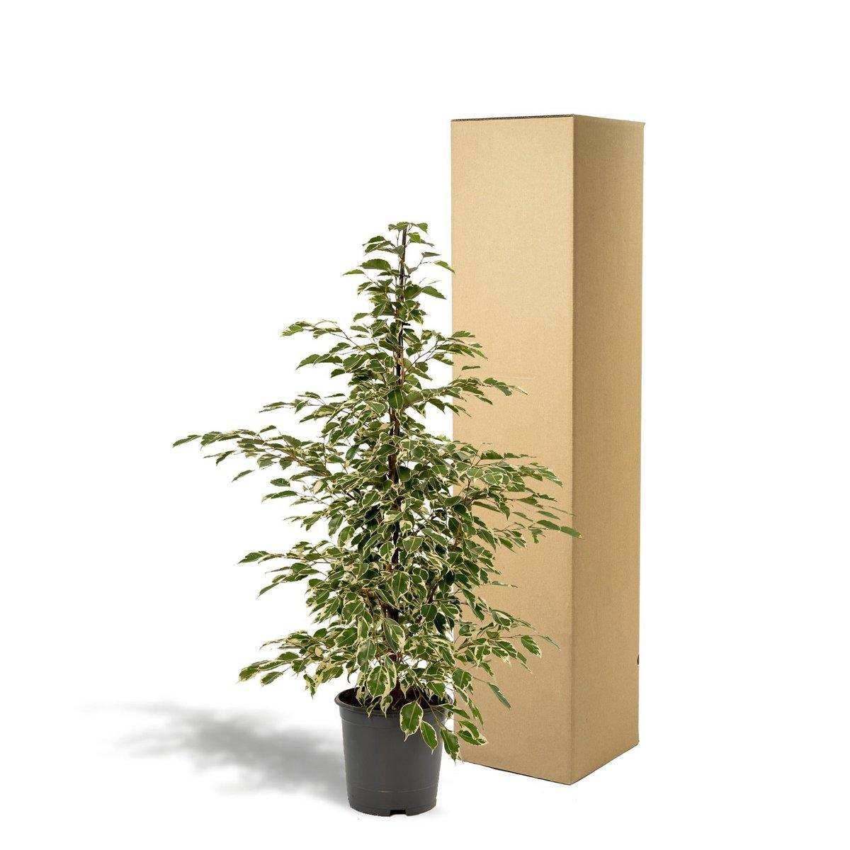 Ficus benjamina Twilight - Ø21cm - ↕95cm - HomeDesign Knaus