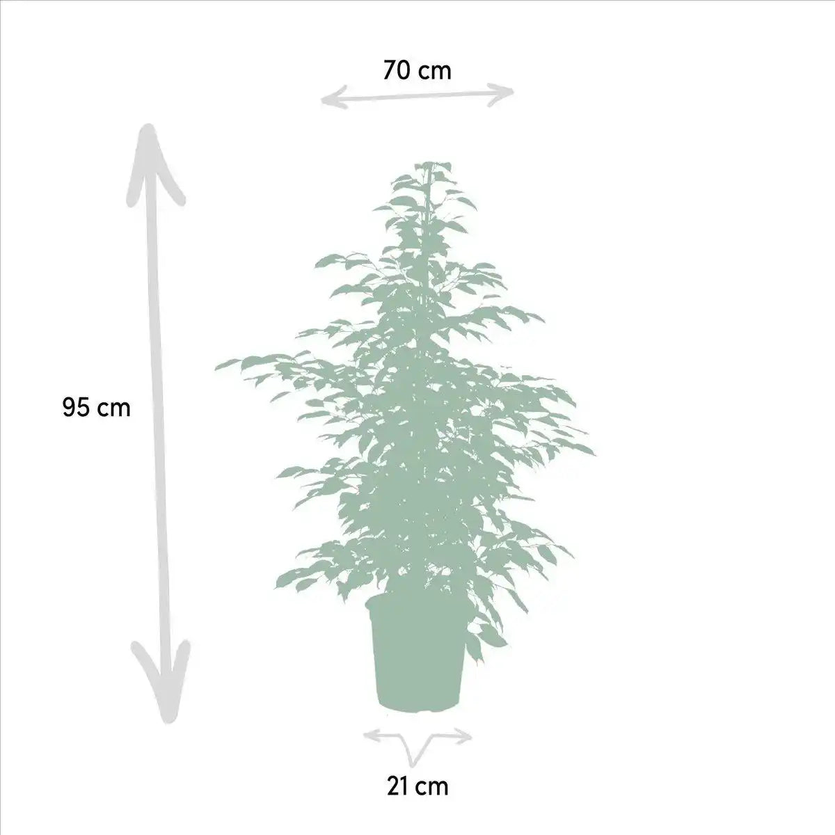 Ficus benjamina Twilight - Ø21cm - ↕95cm - HomeDesign Knaus
