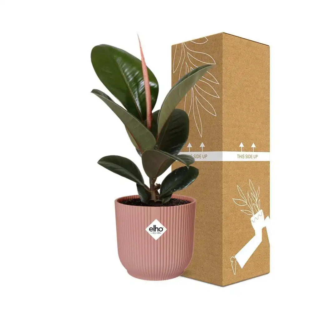 Ficus Elastica 'Robusta' in ELHO Vibes Fold 14cm rosa - HomeDesign Knaus