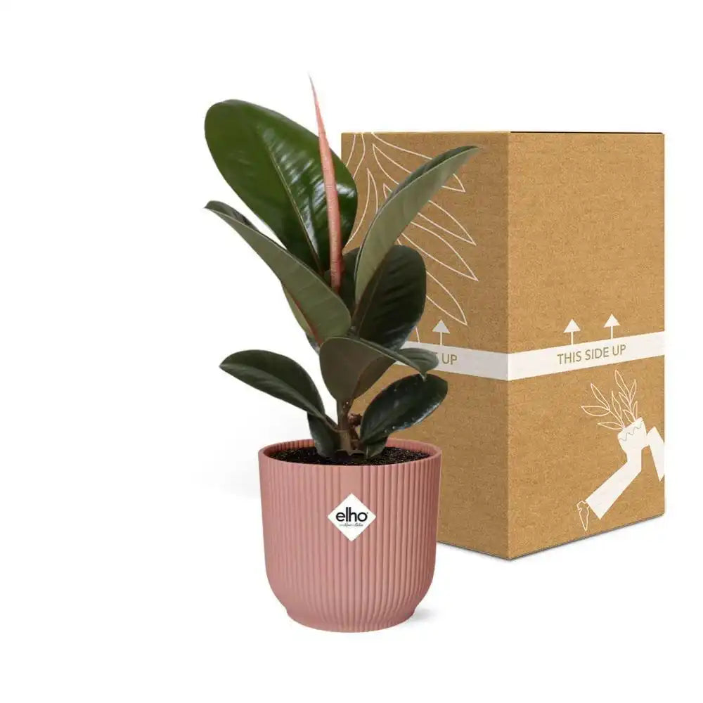 Ficus Elastica 'Robusta' in ELHO Vibes Fold 14cm rosa - HomeDesign Knaus