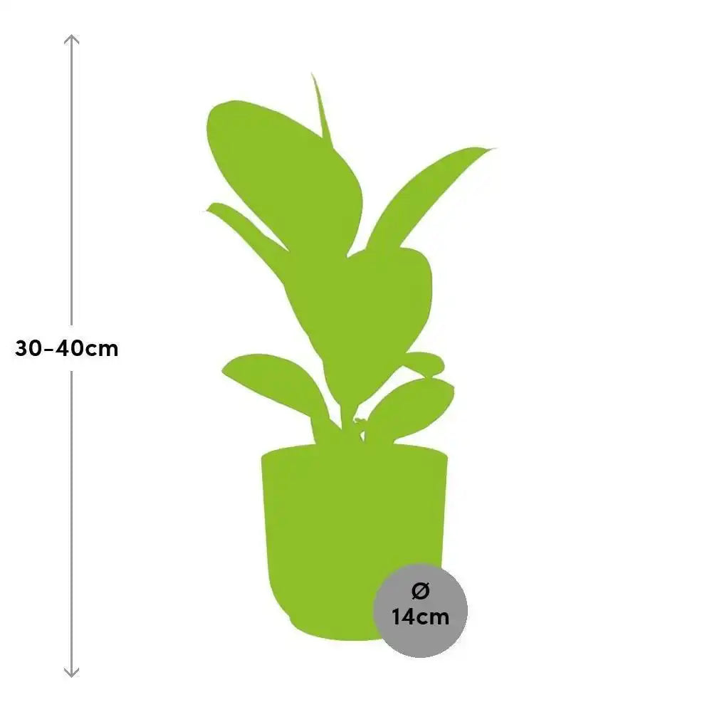 Ficus Elastica 'Robusta' in ELHO Vibes Fold 14cm rosa - HomeDesign Knaus