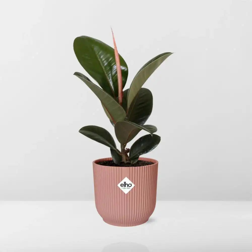 Ficus Elastica 'Robusta' in ELHO Vibes Fold 14cm rosa - HomeDesign Knaus
