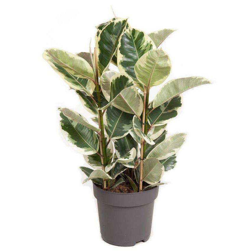 Ficus Elastica Tineke – Ø27cm – ↕100cm - HomeDesign Knaus