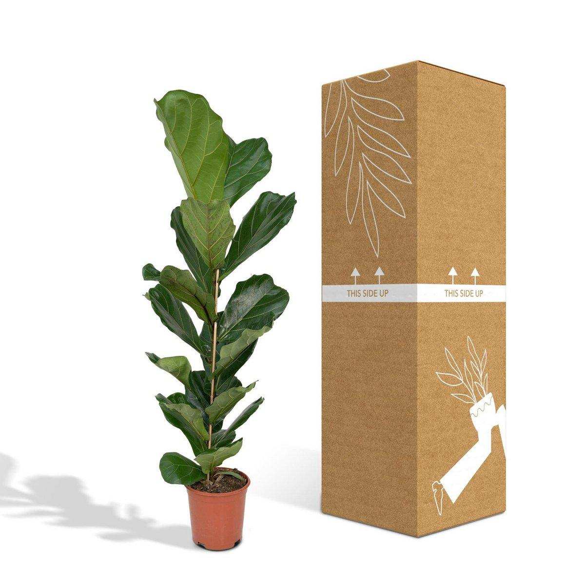 Ficus Lyrata - Gummipflanze - Ø21cm - ↕100cm - HomeDesign Knaus