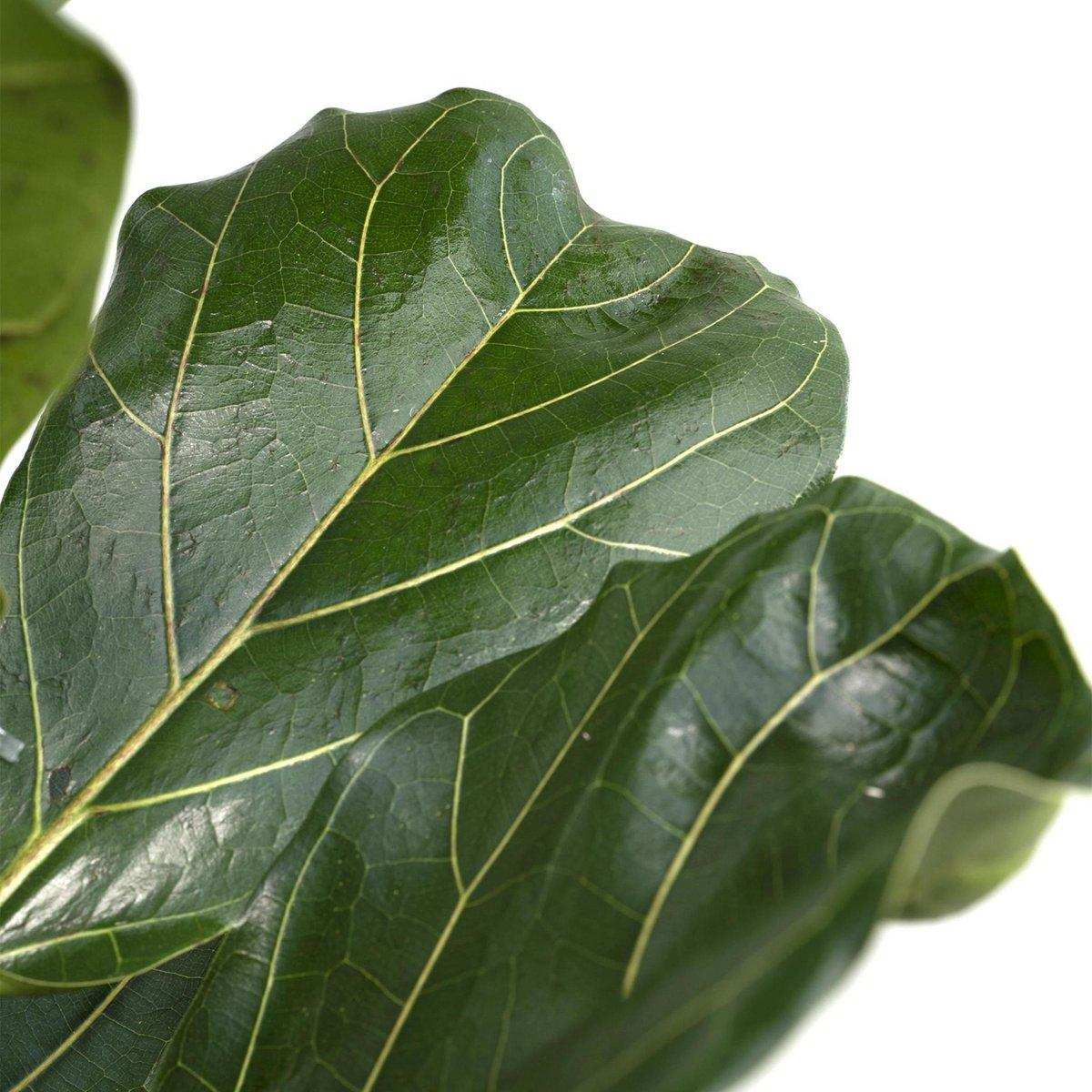 Ficus Lyrata - Gummipflanze - Ø21cm - ↕100cm - HomeDesign Knaus