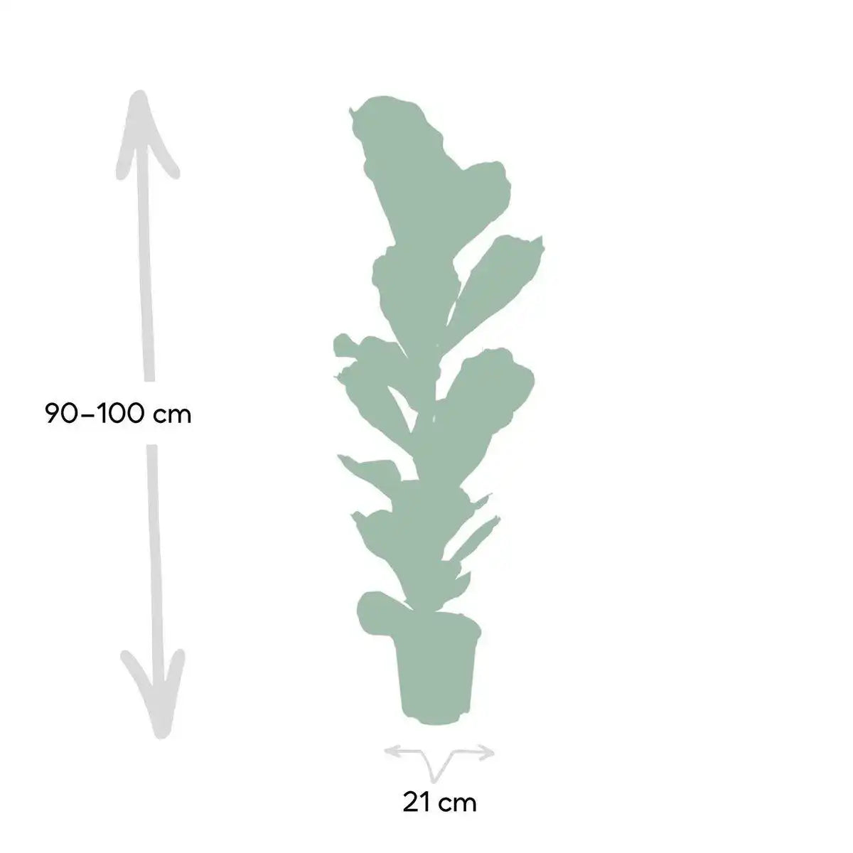 Ficus Lyrata - Gummipflanze - Ø21cm - ↕100cm - HomeDesign Knaus
