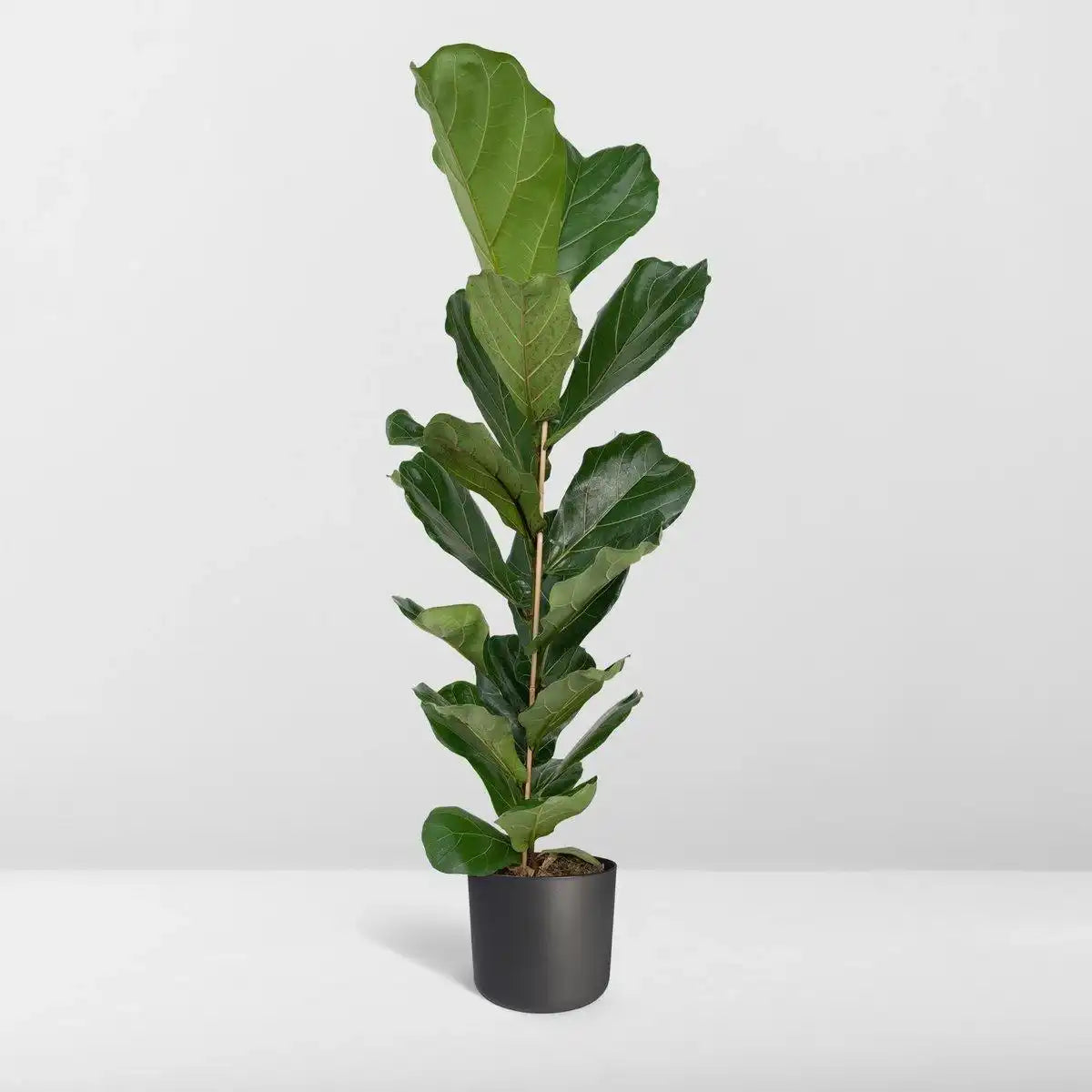Ficus Lyrata - Gummipflanze - Ø21cm - ↕100cm - HomeDesign Knaus