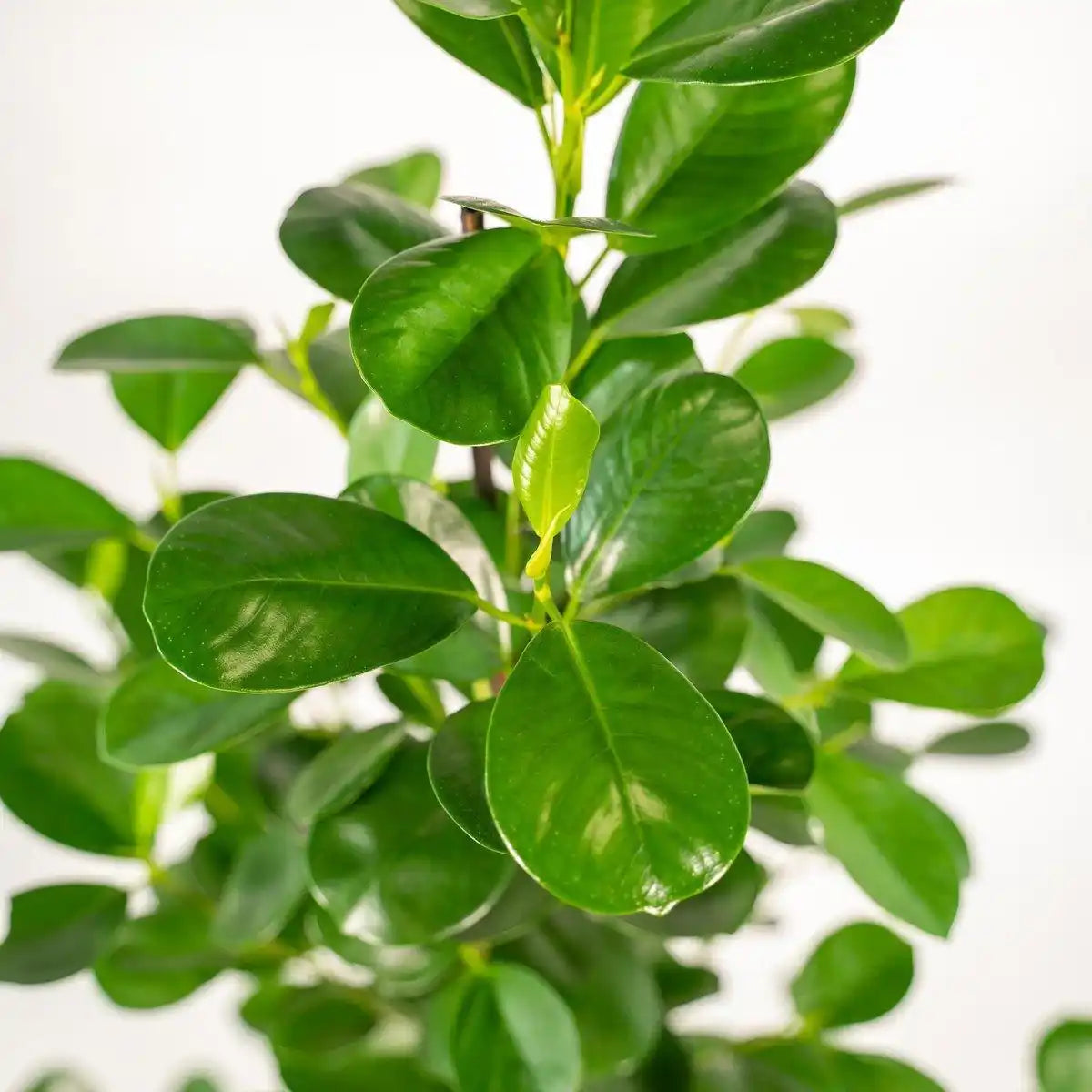 Ficus microcarpa Moclame - Ø21cm - ↕95cm - HomeDesign Knaus