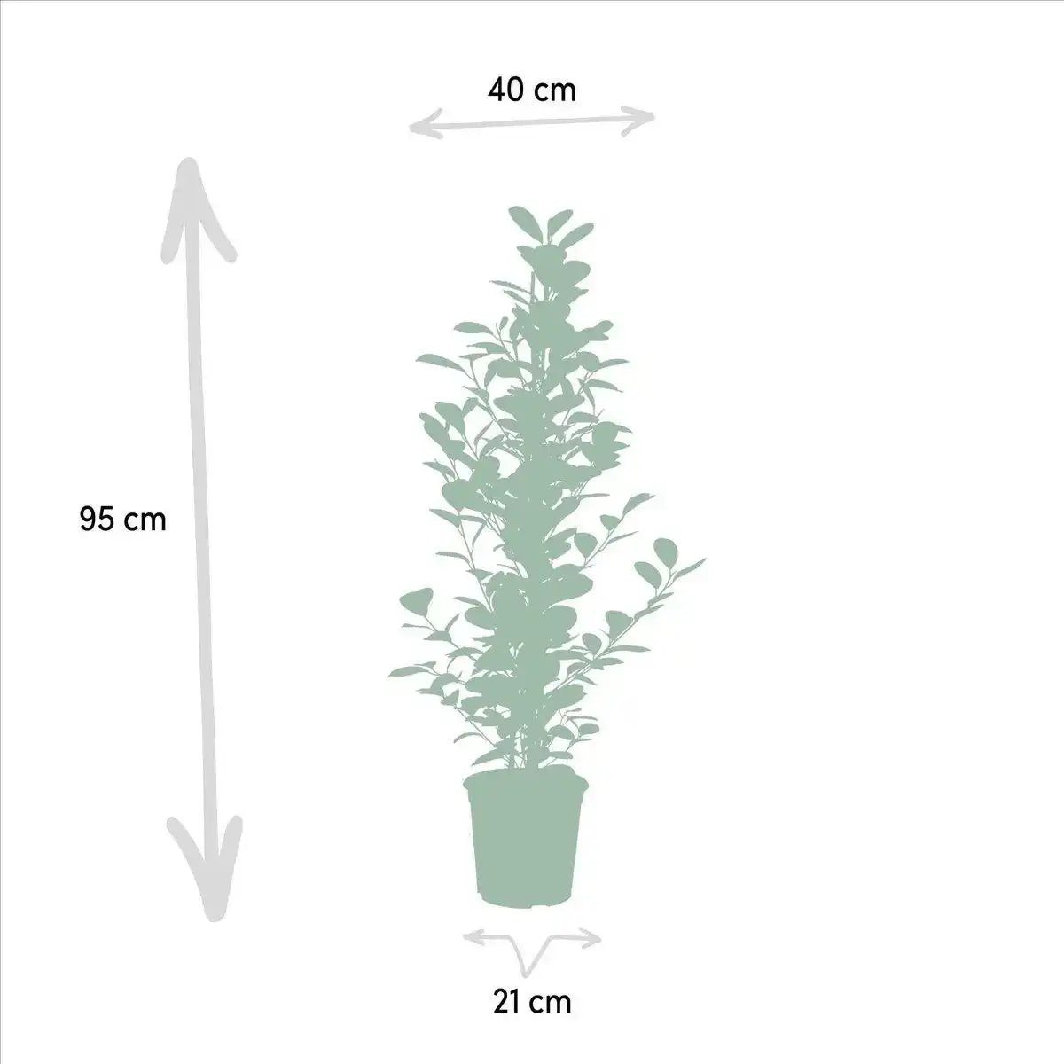 Ficus microcarpa Moclame - Ø21cm - ↕95cm - HomeDesign Knaus