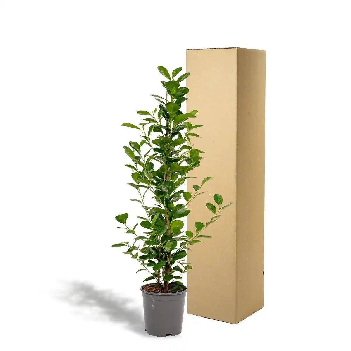 Ficus microcarpa Moclame - Ø21cm - ↕95cm - HomeDesign Knaus