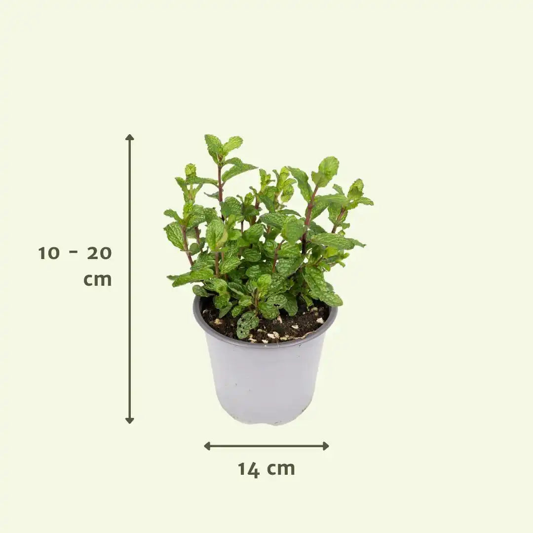 Gartenkräutermischung - 4 Stück - Ø14cm - ↕18cm - HomeDesign Knaus