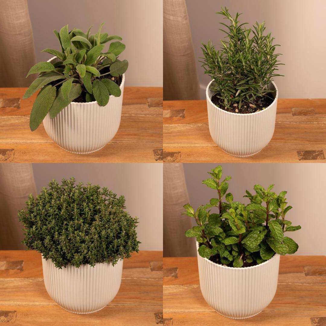 Gartenkräutermischung - 4 Stück - Ø14cm - ↕18cm - HomeDesign Knaus