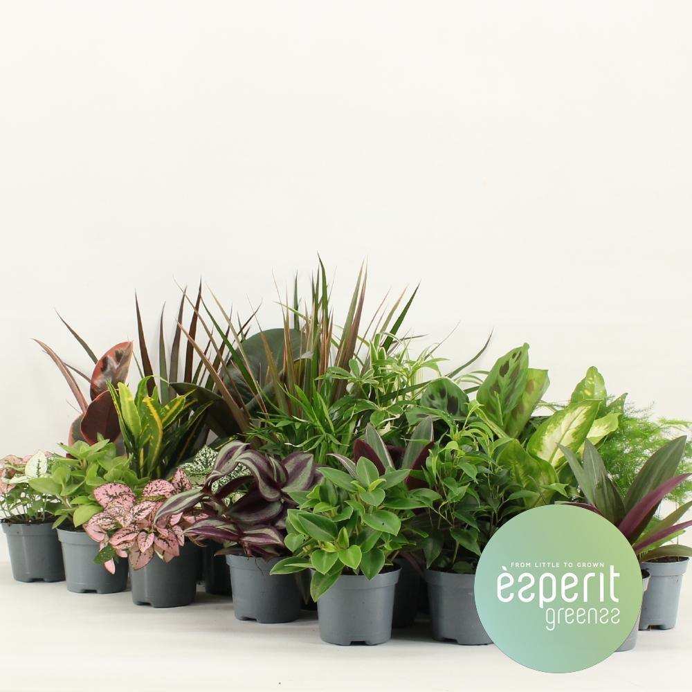 Grünmischung Greenss – 24 Stück – Ø8,5 cm – ↕10 cm - HomeDesign Knaus
