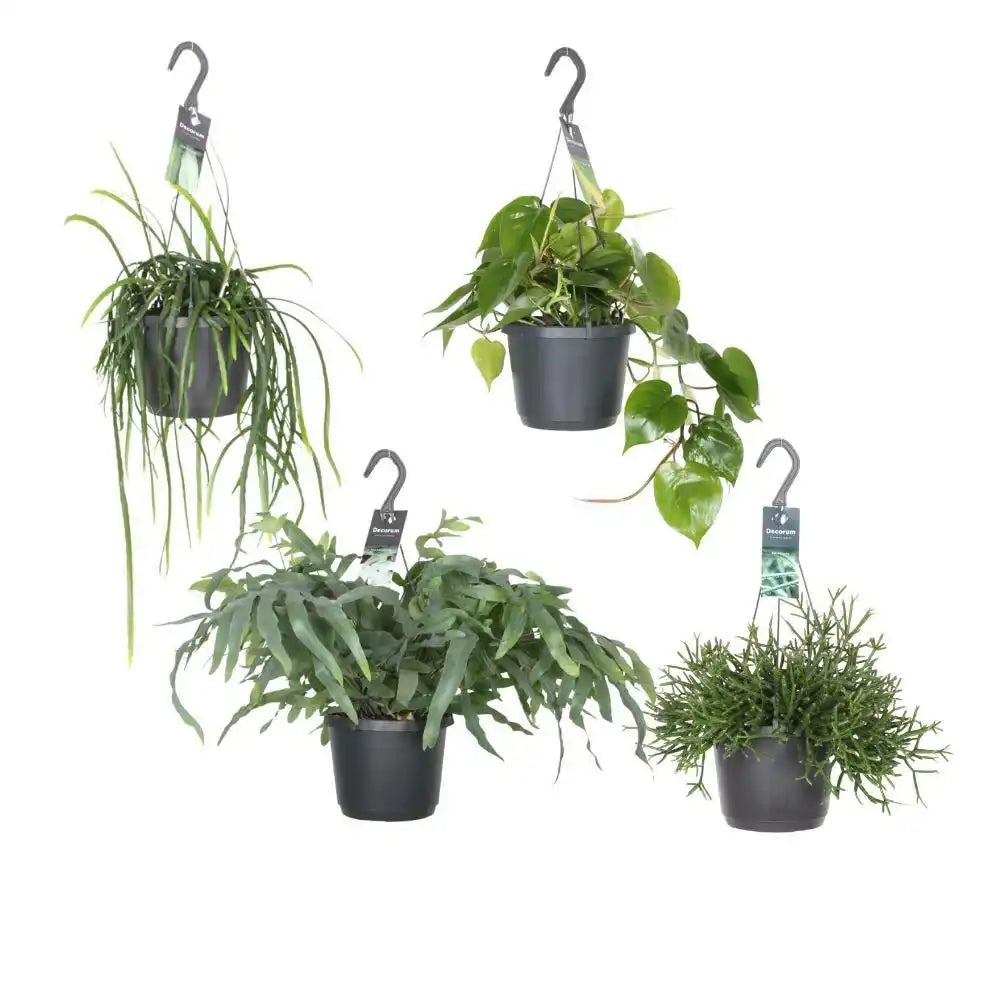 Hängende Groenparels - 4 Stück - Ø17cm - ↕30-50cm - HomeDesign Knaus