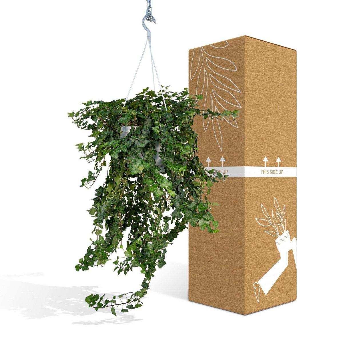 Hedera Wonder Green Hang - Efeu - Ø24cm - ↕70cm - HomeDesign Knaus