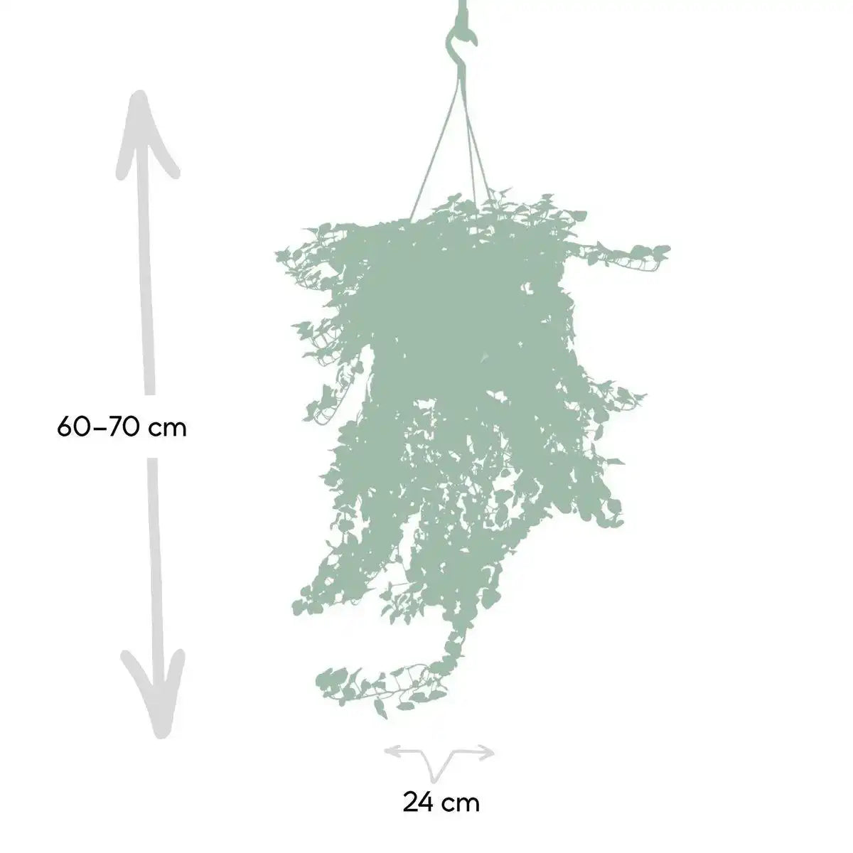 Hedera Wonder Green Hang - Efeu - Ø24cm - ↕70cm - HomeDesign Knaus