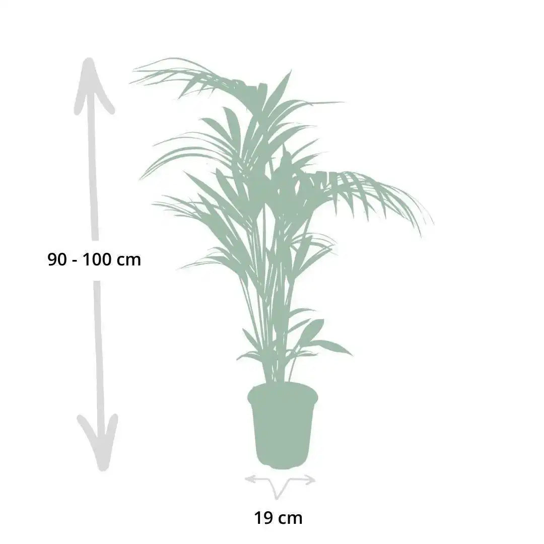 Howea Forsteriana - Kentia-Palme - Ø19cm - ↕100cm - HomeDesign Knaus