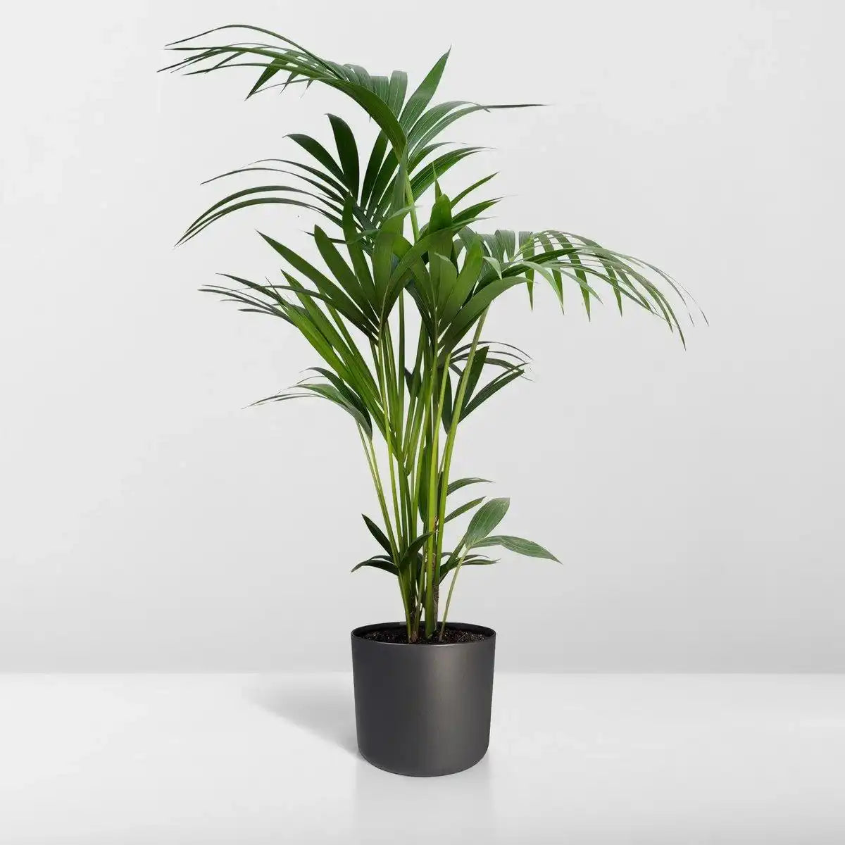 Howea Forsteriana - Kentia-Palme - Ø24cm - ↕120cm - HomeDesign Knaus