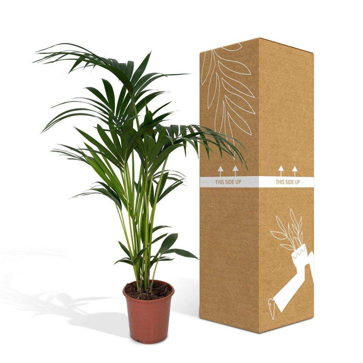 Howea Forsteriana - Kentia-Palme - Ø24cm - ↕120cm - HomeDesign Knaus