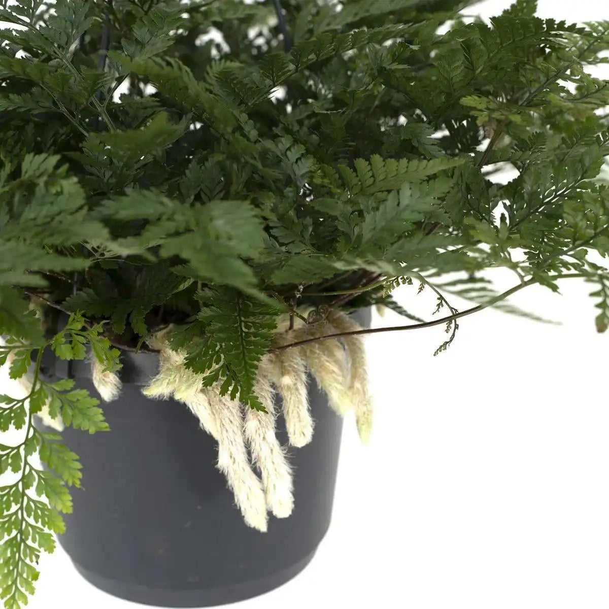 Humata Tyermannii Hang - Hasenfußfarn - Ø17cm - ↕20cm - HomeDesign Knaus